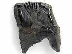 Fossile d'caille ganoide de Poisson Lepidotes maximus du jurassique Boulonnais